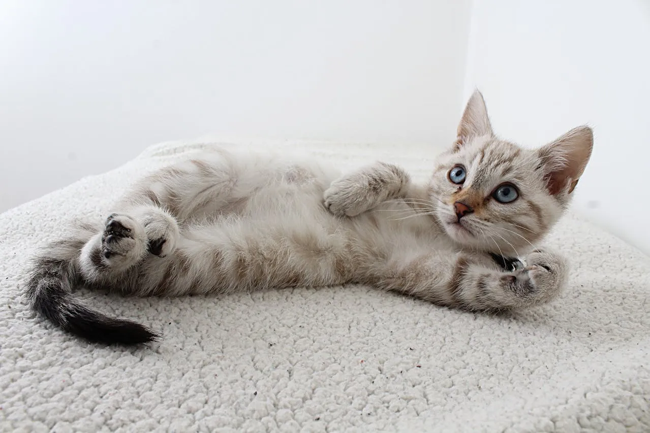 image of cat