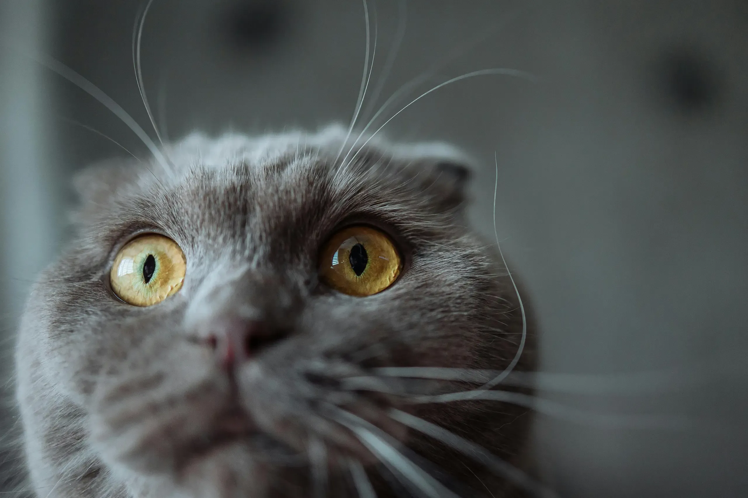 image of cat